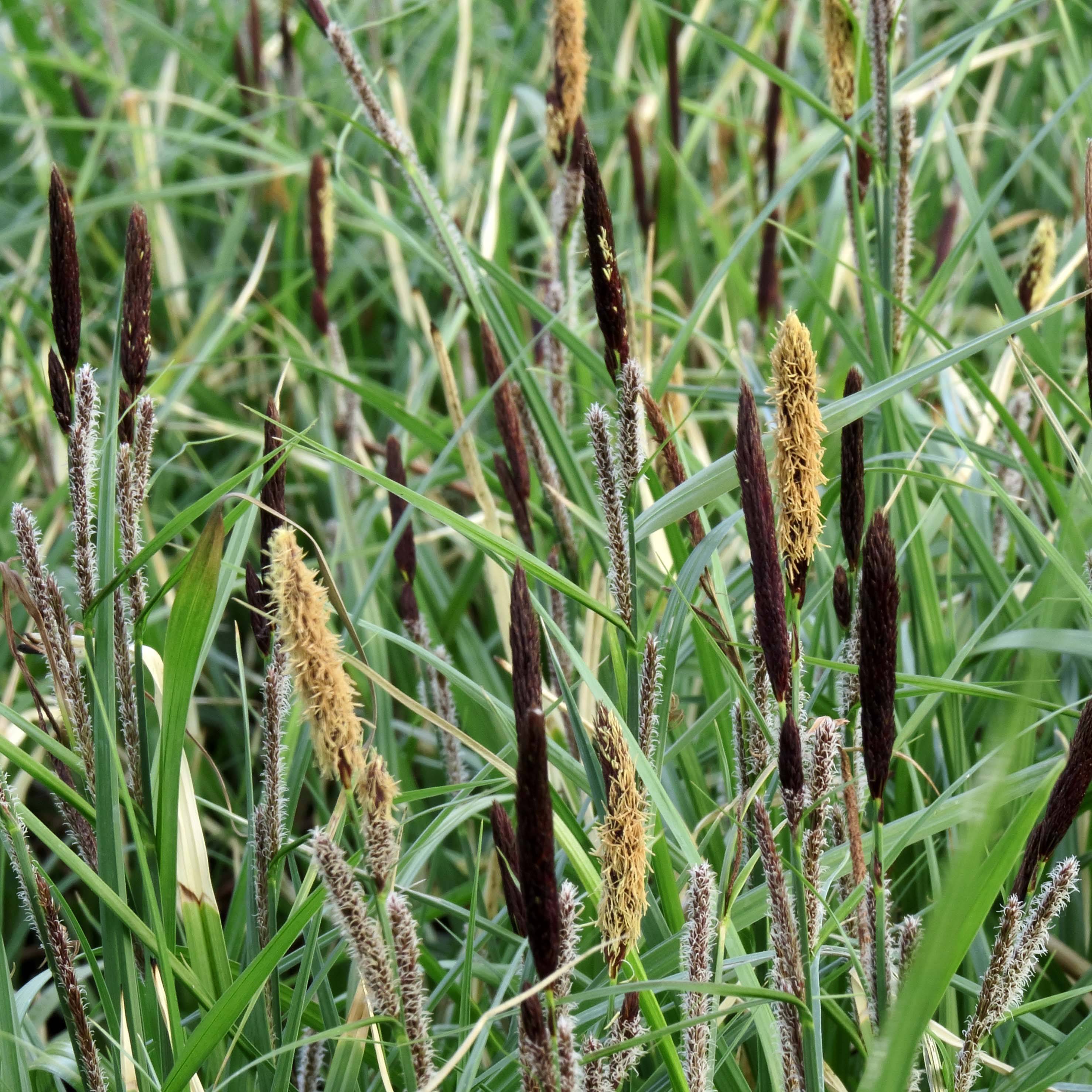 Carex acutiformis - Fausse laîche aigüe Godet de 8/9 cm