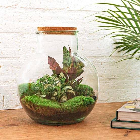 Diy Terrarium - D27 H27cm - Image 2