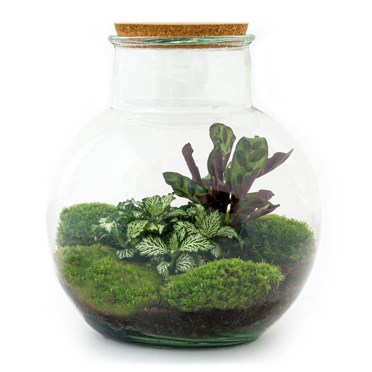 Diy Terrarium - D27 H27cm - Image 1