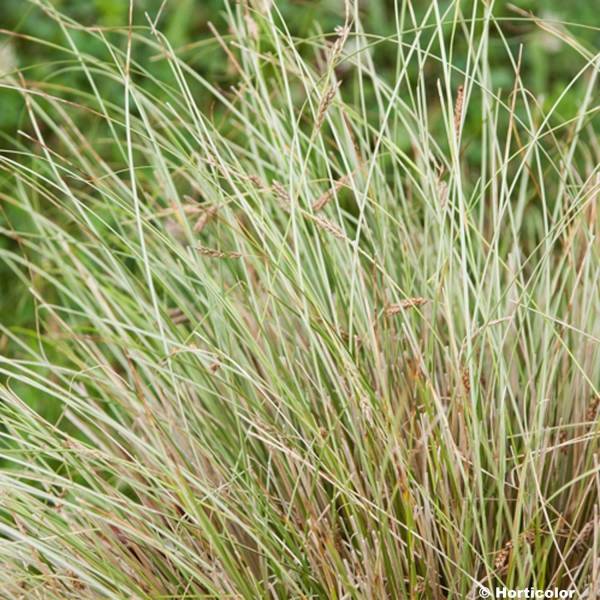 Carex buchananii Viridis - Laîche Godet de 8/9 cm