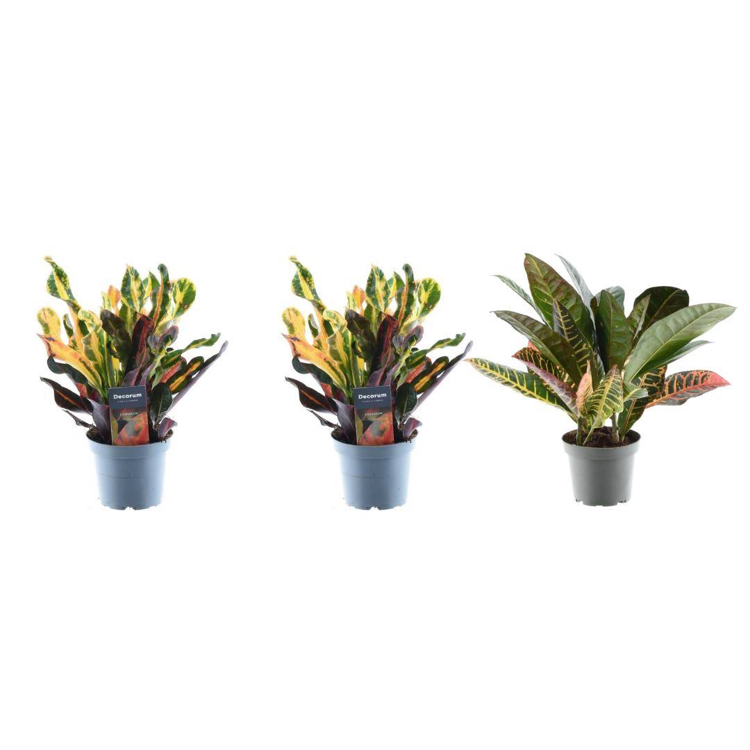Croton Codiaeum Mix - D12 H30cm