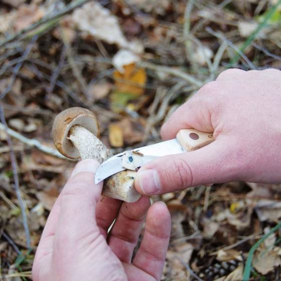 Esschert Design - Esschert Design - Couteau à champignons avec brosse - Imagen 3
