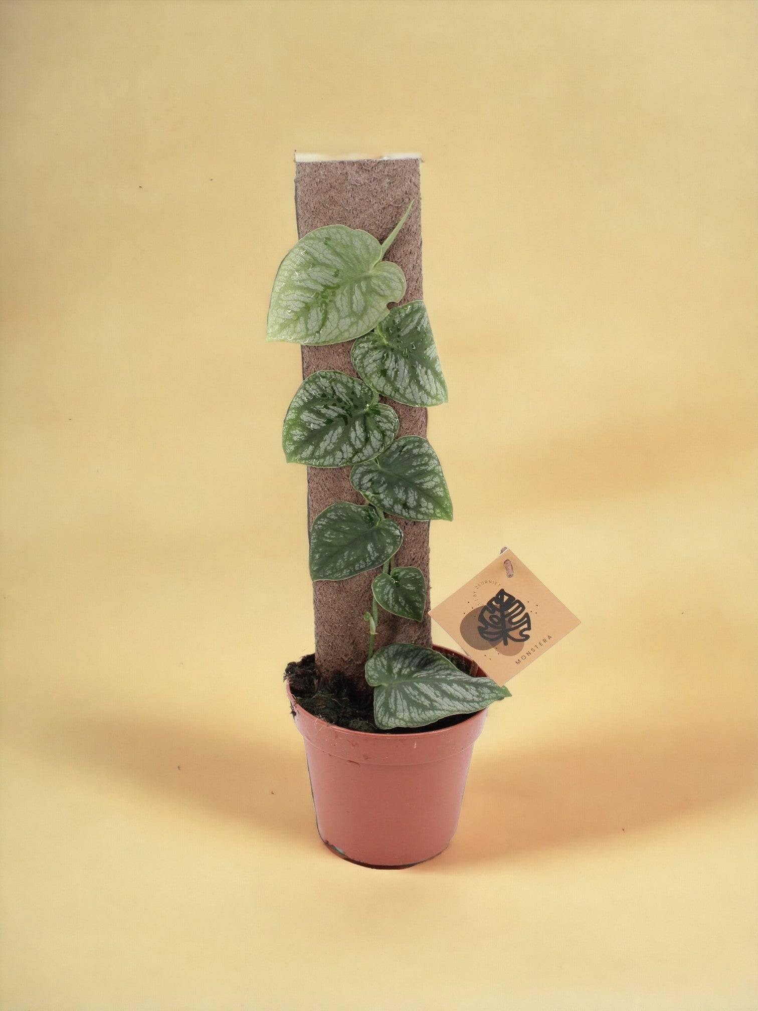 Monstera Dubia- La Green Touch