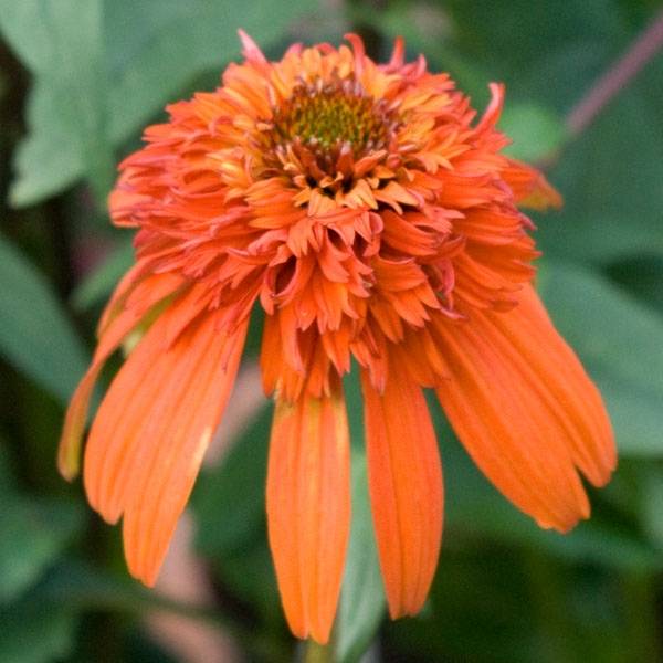 Promesse de Fleurs - Echinacea Hot Papaya - Echinacée Godet de 8/9 cm