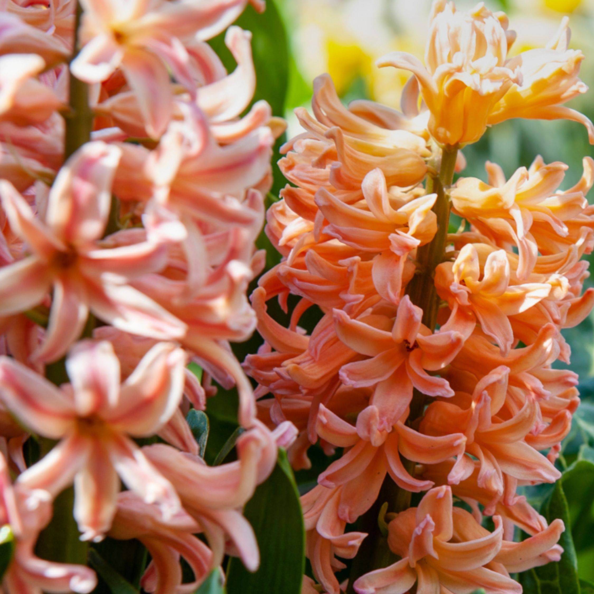 Plant In A Box - Mélange de bulbes pour le jardin - Set de 25 - Narcissus, Tulipa, Hyacinthus - Image 2