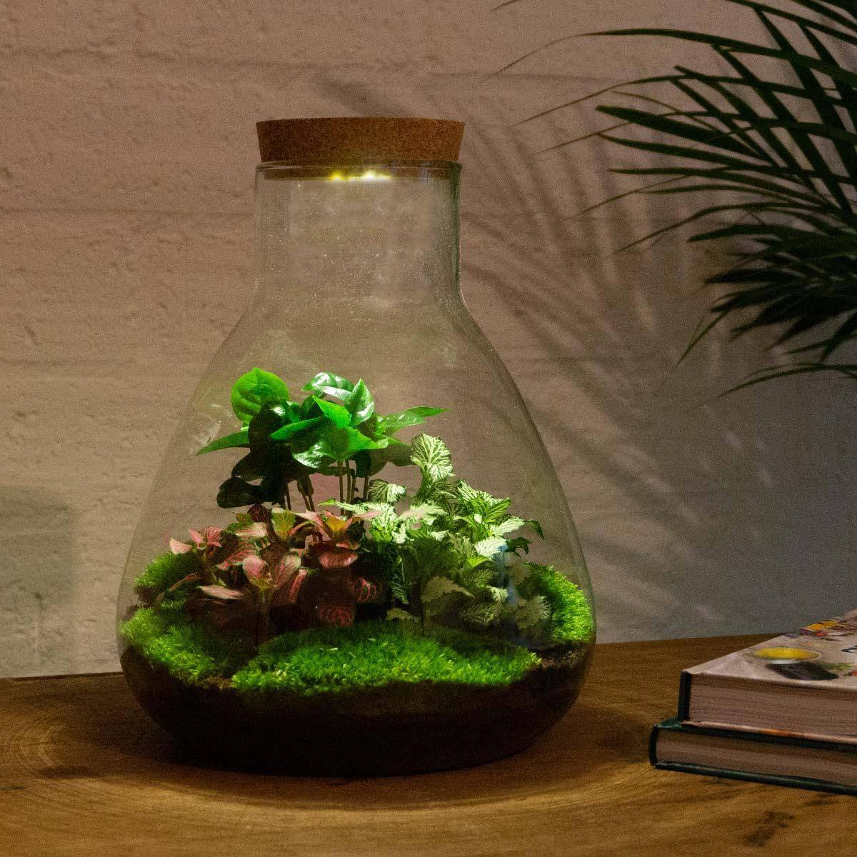 La Green Touch - Kit Terrarium DIY - SAMOS- La Green Touch Avec LED Caféier + Fittonia rouge et Verte - Sans outil