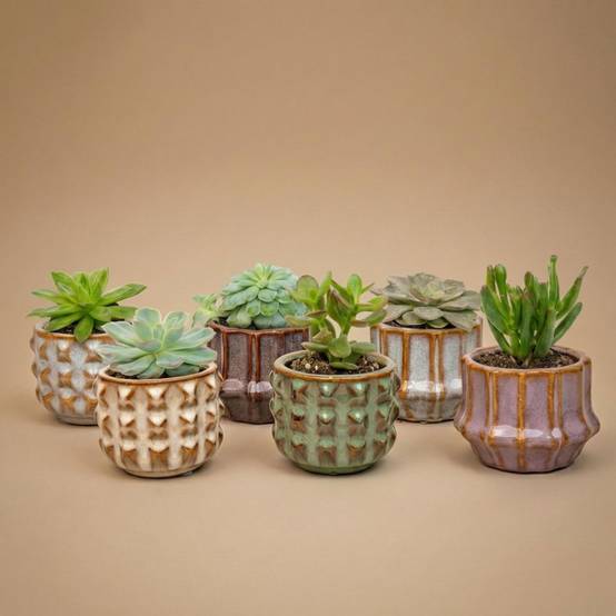 Plantes grasses en mini pot céramique - lot de 6 - Ø6cm - Plantes d’intérieur - Image 1