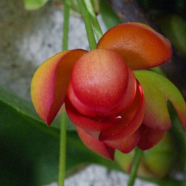 Schisandra rubriflora Pot de 4L/5L