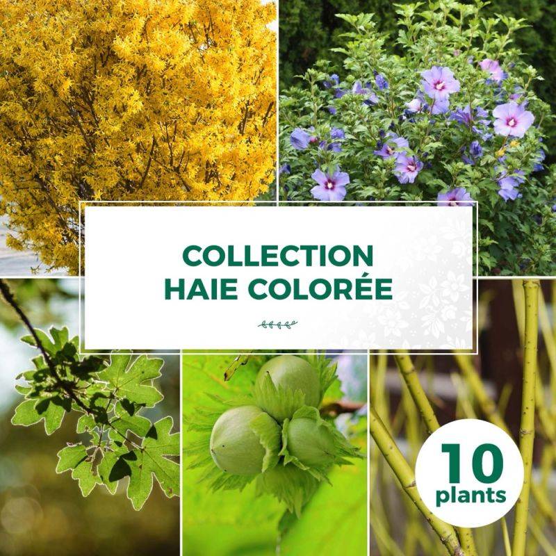 Haie Colorée - 10 arbustes -  - Pépinières Naudet - Imagen 1