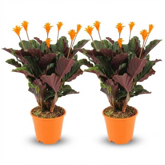 Calathea Crocata - Pot de 14cm - Hauteur: 40 - 45cm - 2 plantes - Plantes d'intérieur - Image 1