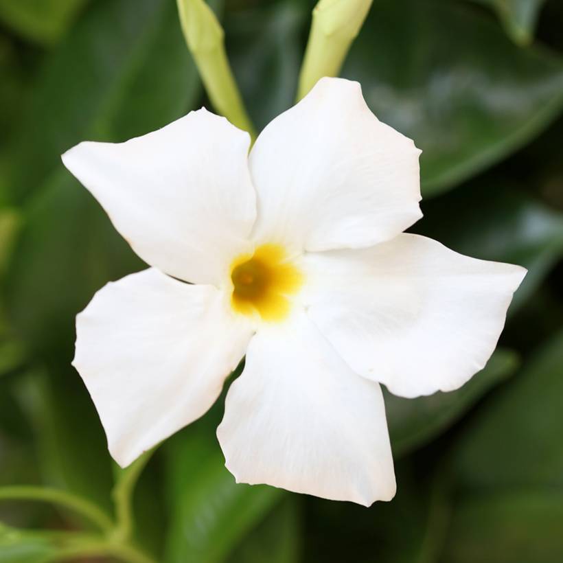 Dipladénia BELLA White Pot de 1L/1,5L
