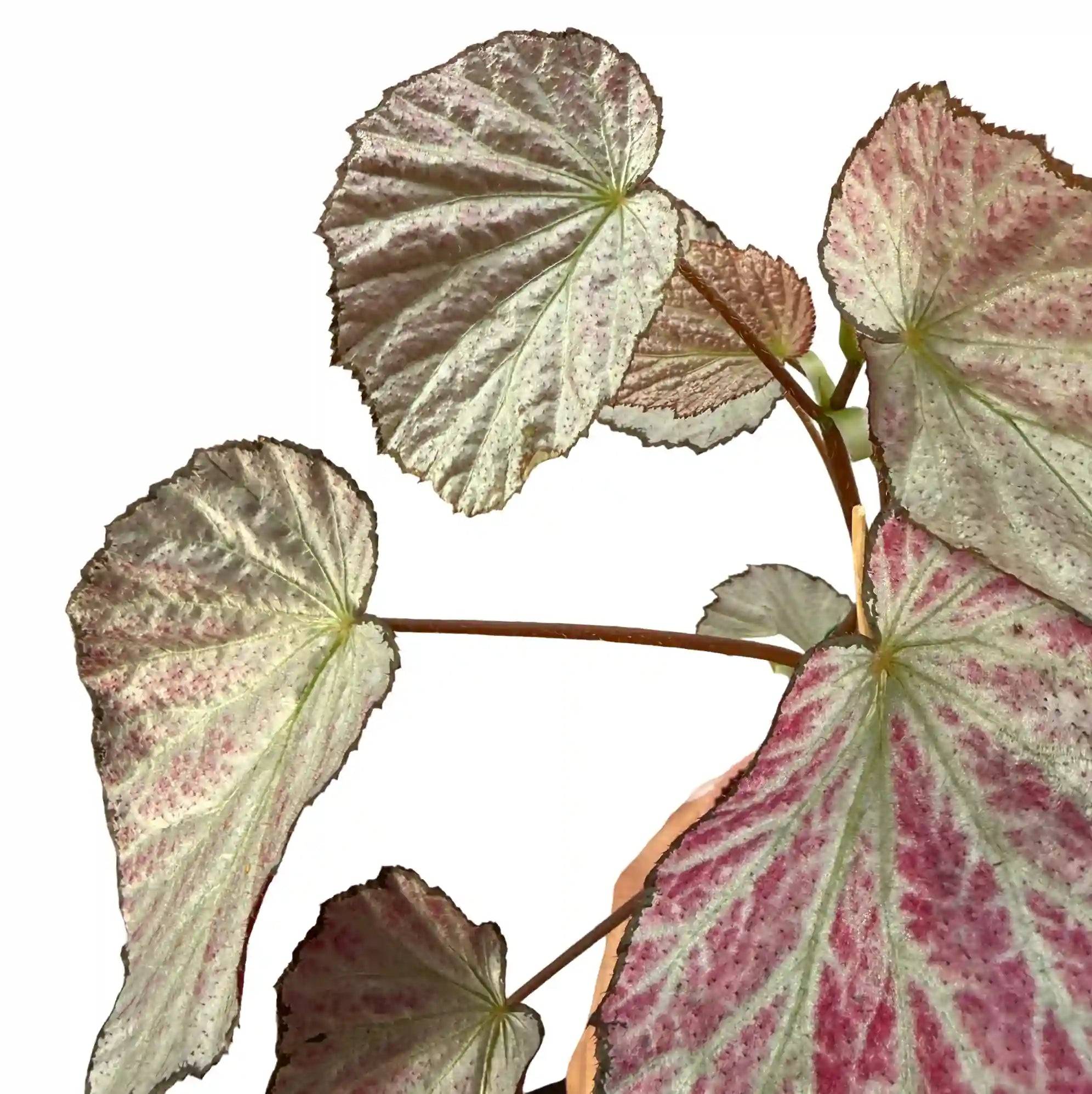 Begonia 'Two Face' - Pot de 8cm - Plantes d'intérieur