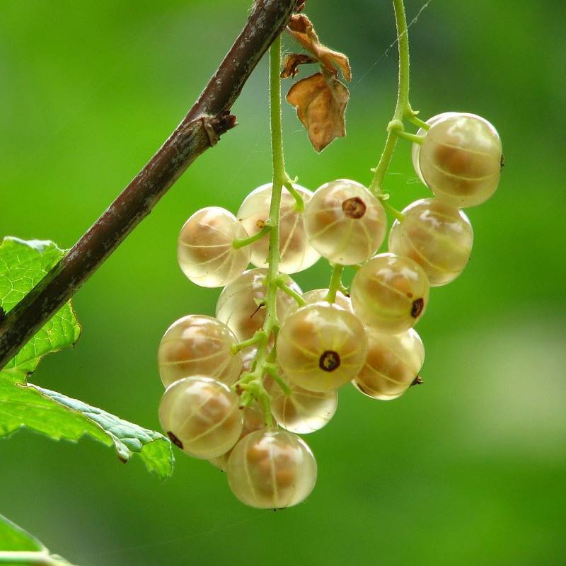 Groseillier à grappes Witte Parel - Très bon rendement - Pot de 3L - 30/60 cm - De 1,00 m à 1,50 m - Imagen 1