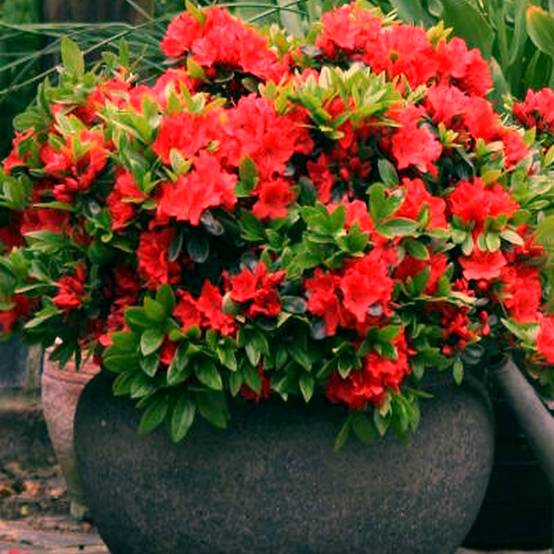 Gardenersdream - Azalée rouge (1 pièce) plante arbuste rhododendron japonais azalee du Japon persistante robuste - GardenersDream - Image 1