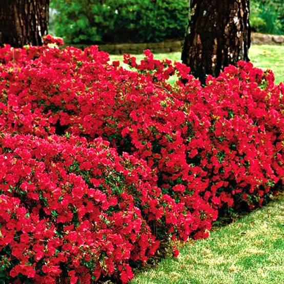 Gardenersdream - Azalée rouge (1 pièce) plante arbuste rhododendron japonais azalee du Japon persistante robuste - GardenersDream - Image 2