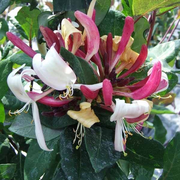 Promesse de Fleurs - Chèvrefeuille - Lonicera Caprilia Impérial cov Pot de 2L/3L