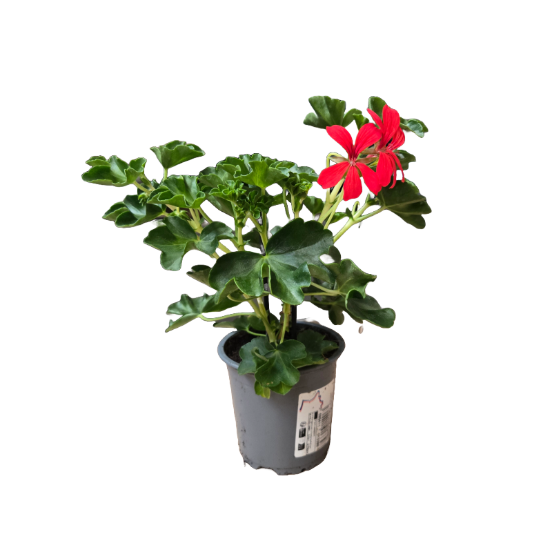 Géranium lierre simple rouge pot 10.5cm