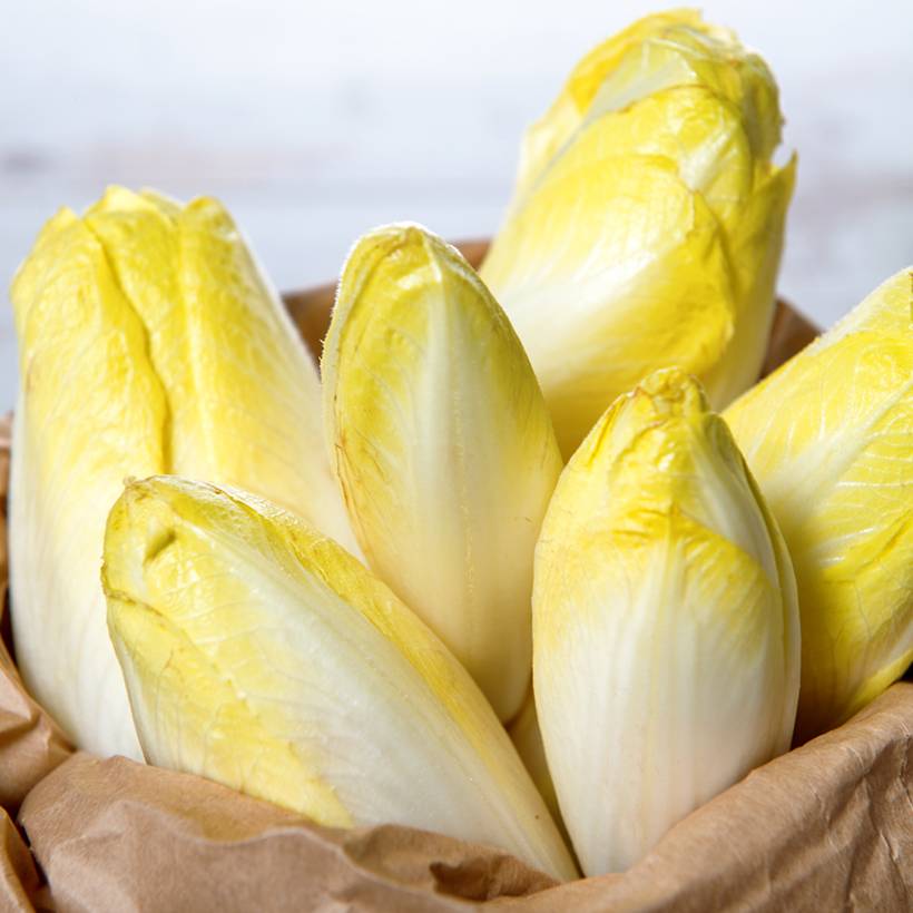 Chicorée Witloof (Endive) Crénoline F1 (création Vilmorin)   - Vilmorin Graines