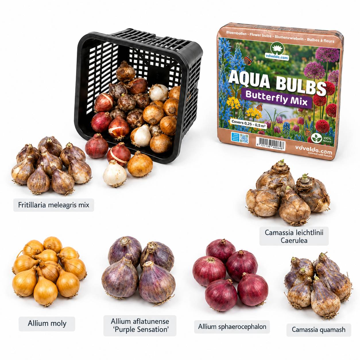 Aqua Bulbs Mélange pour papillons - Bulbes à fleurs pour bord de bassin - Image 4