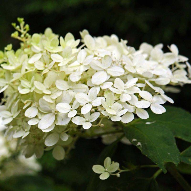 Hortensia Paniculé 'Silver Dollar' (Hydrangea Paniculata) - Godet - Taille 13/25cm - Pépinières Naudet - Image 1