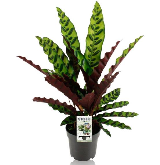 La Green Touch - Calathea Lancifolia Insignis - D14 H45cm