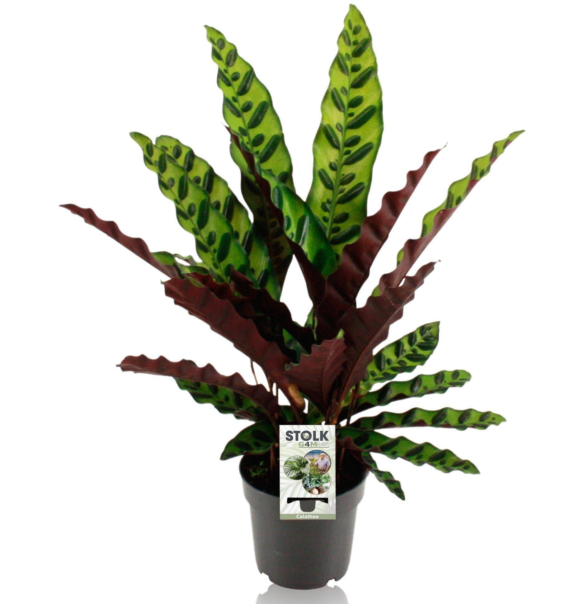 La Green Touch - Calathea Lancifolia Insignis - D14 H45cm