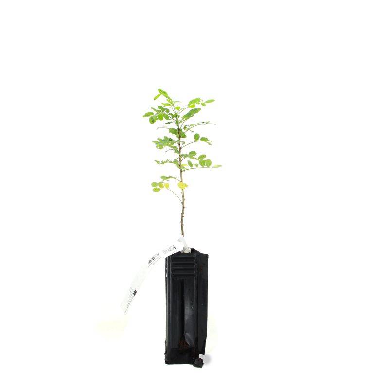 Baguenaudier (Colutea arborescens) - Godet - Taille 15/30cm - Pépinières Naudet - Imagen 2