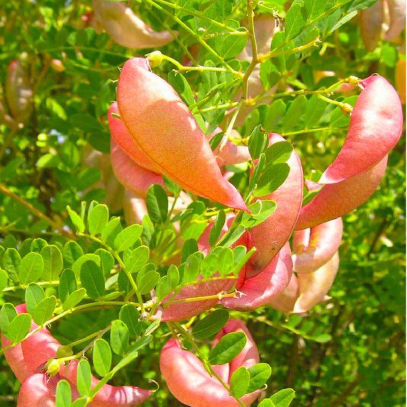 Baguenaudier (Colutea arborescens) - Godet - Taille 15/30cm - Pépinières Naudet - Imagen 1