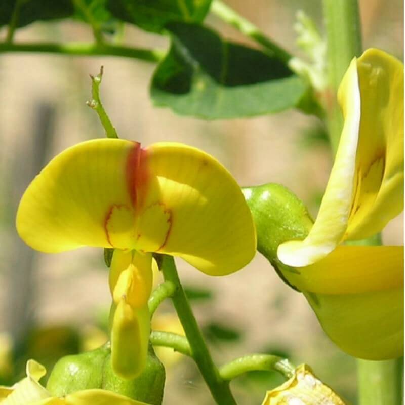 Baguenaudier (Colutea arborescens) - Godet - Taille 15/30cm - Pépinières Naudet - Imagen 4