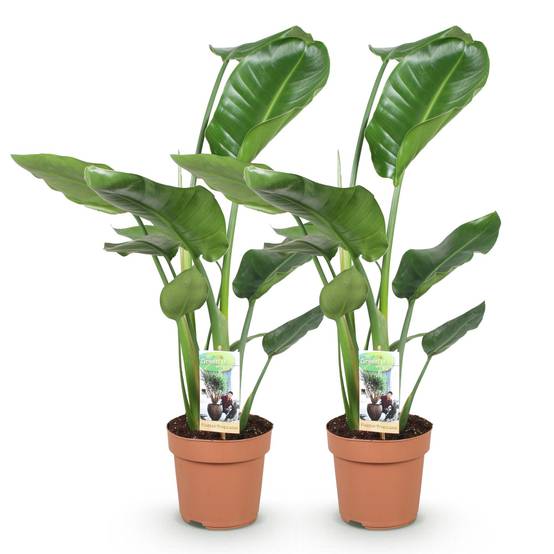 Strelitzia Nicolai - Fleur de paradis - Lot de 2 Plantes - Pot de 17cm - Hauteur 70-90cm - Sans cache-pot - Plantes d'intérieur - Image 2