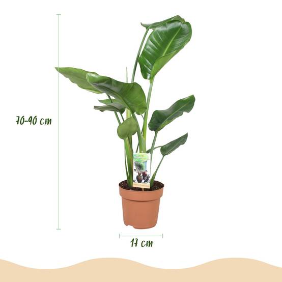 Strelitzia Nicolai - Fleur de paradis - Lot de 2 Plantes - Pot de 17cm - Hauteur 70-90cm - Sans cache-pot - Plantes d'intérieur - Image 3