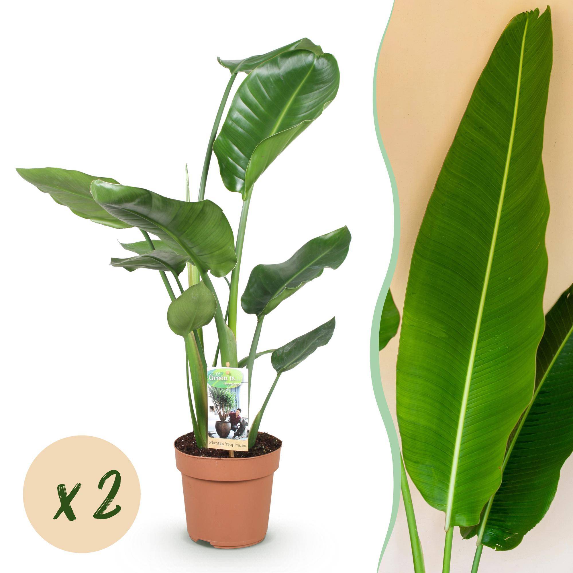 Strelitzia Nicolai - Fleur de paradis - Lot de 2 Plantes - Pot de 17cm - Hauteur 70-90cm - Sans cache-pot - Plantes d'intérieur