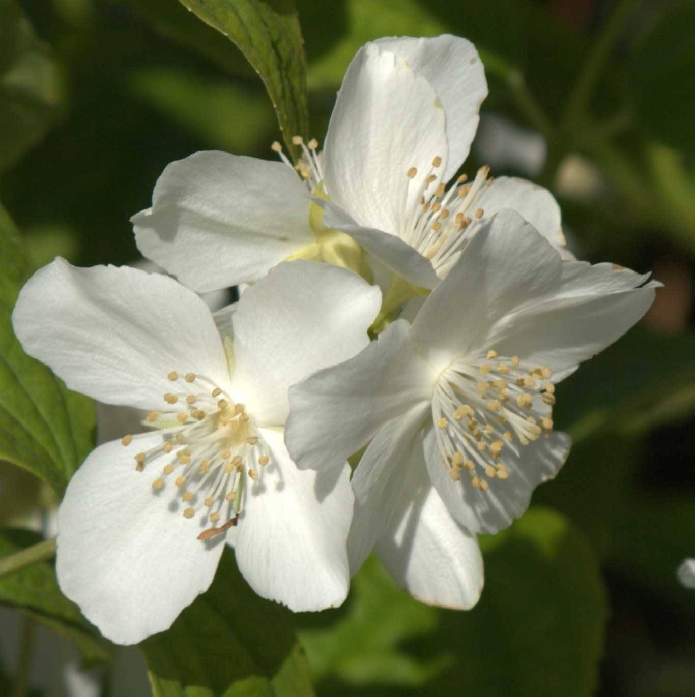 Philadelphus coronarius Pot de 2L/3L