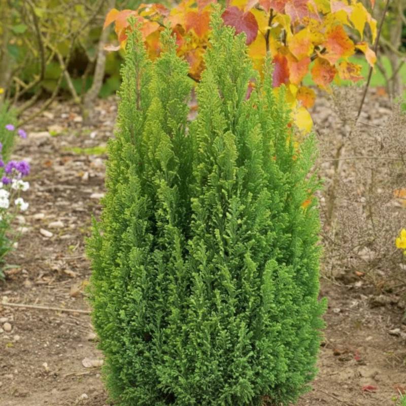 Cyprès de Lawson Ellwood's Gold, Chamaecyparis lawsoniana - Pot de 4L - 40/60 cm - Image 2