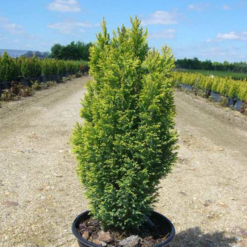 Cyprès de Lawson Ellwood's Gold, Chamaecyparis lawsoniana - Pot de 4L - 40/60 cm - Image 1