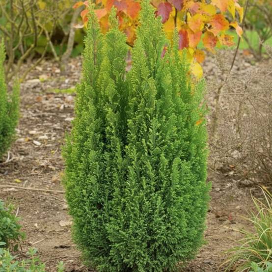 Cyprès de Lawson Ellwood's Gold, Chamaecyparis lawsoniana - Pot de 4L - 40/60 cm - Image 3