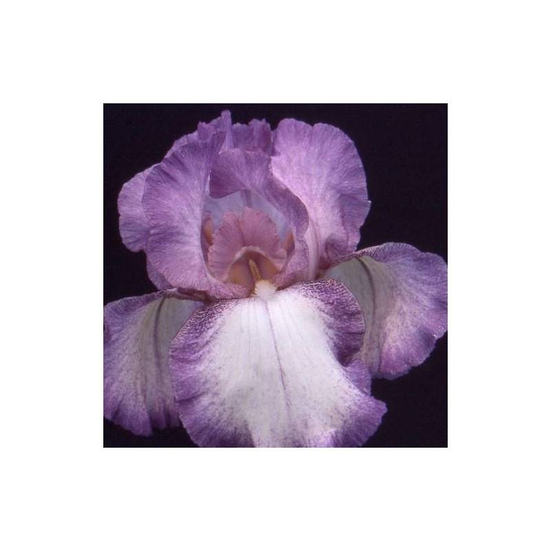 Iris des jardins Casino Queen à fleurs Rose/Blanche - feuillage Caduc - Godet - 5/20 cm - Imagen 1