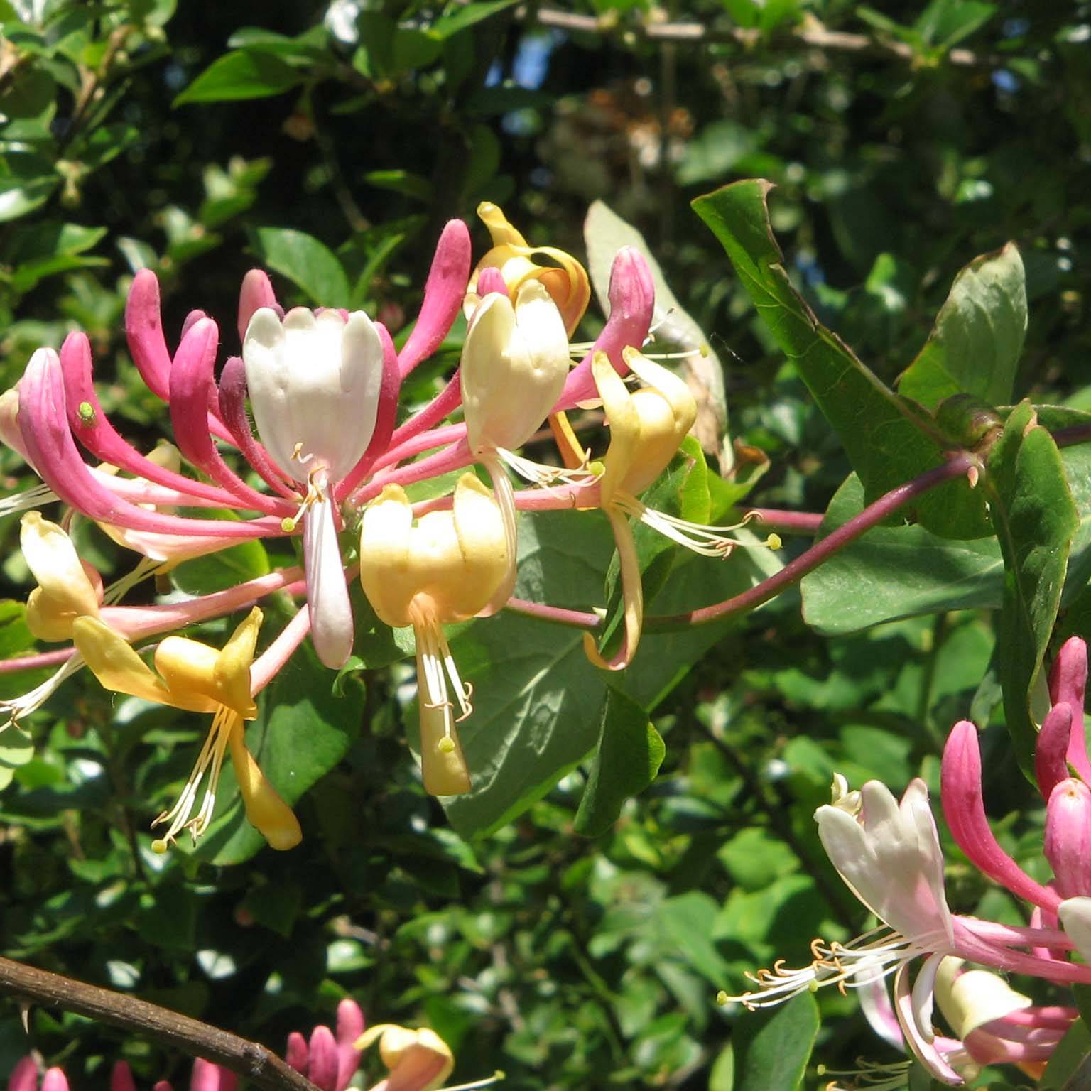 Promesse de Fleurs - Chèvrefeuille, Lonicera caprifolium Pot de 1,5L/2L