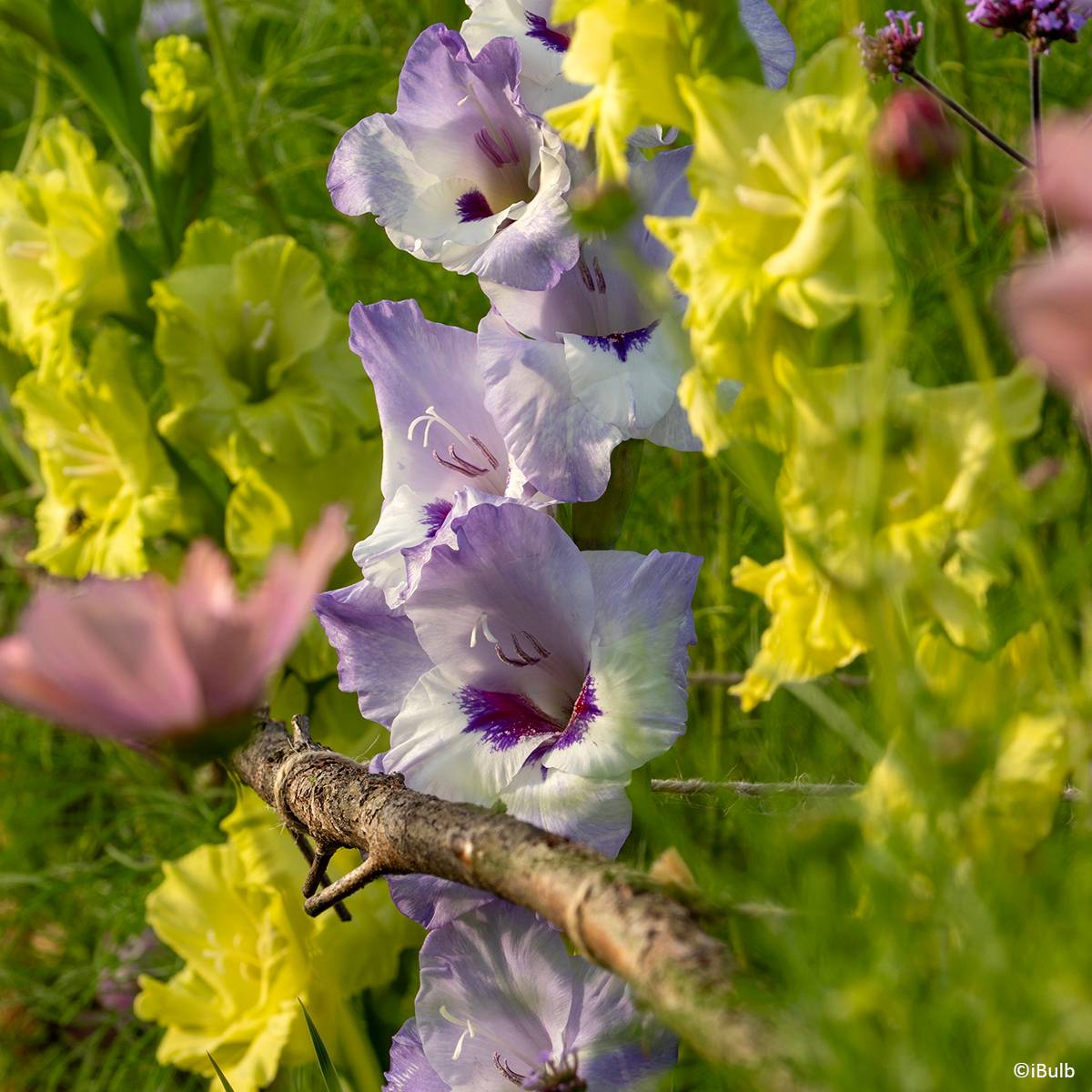 Glaïeul à grandes fleurs Vista Bulbe calibre 14+ (par 20)