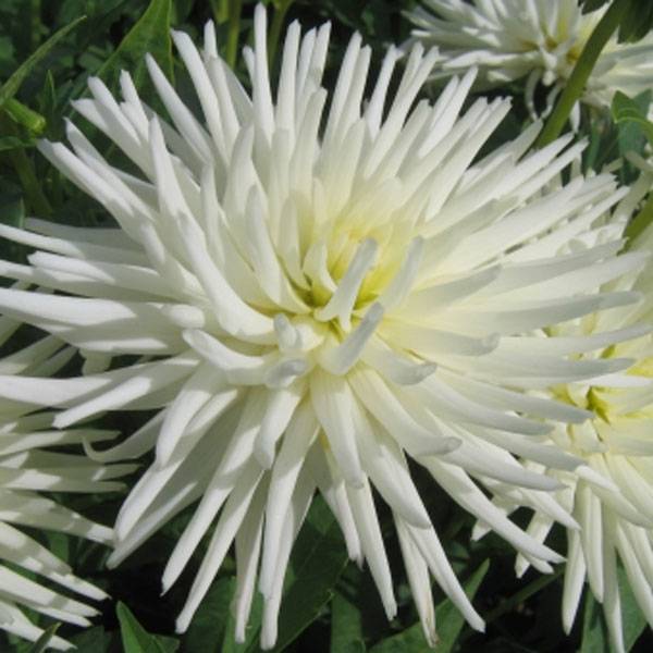 Dahlia cactus nain Playa Blanca Bulbe calibre I
