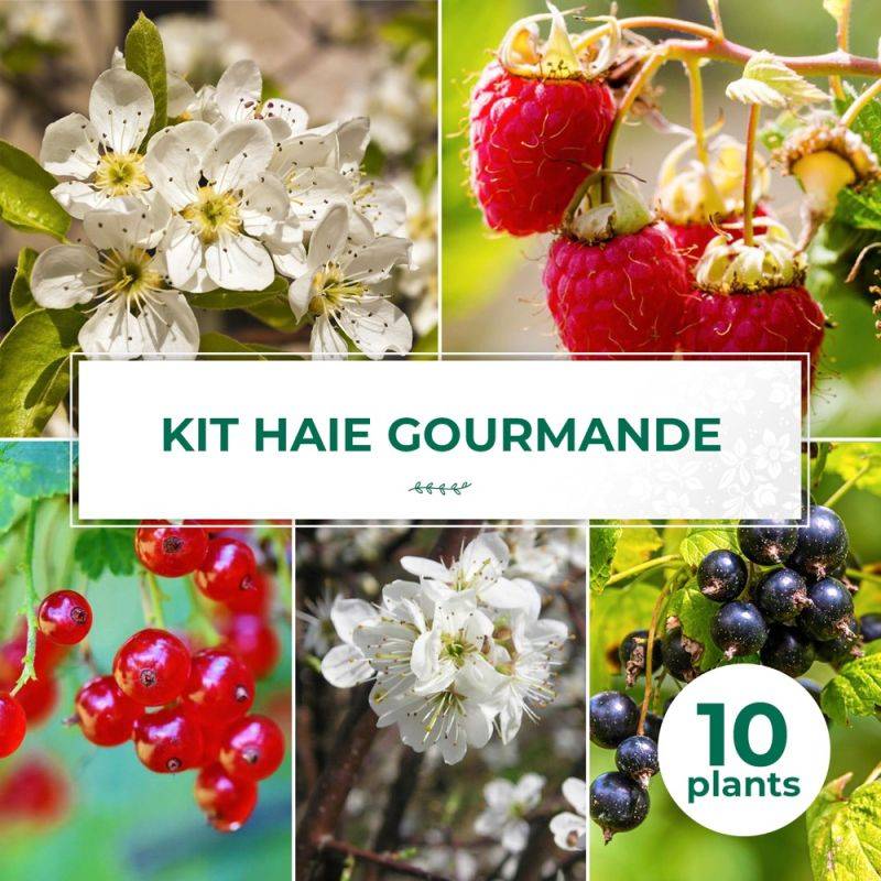 Haie Gourmande - 10  arbustes -  - Pépinières Naudet - Imagen 1