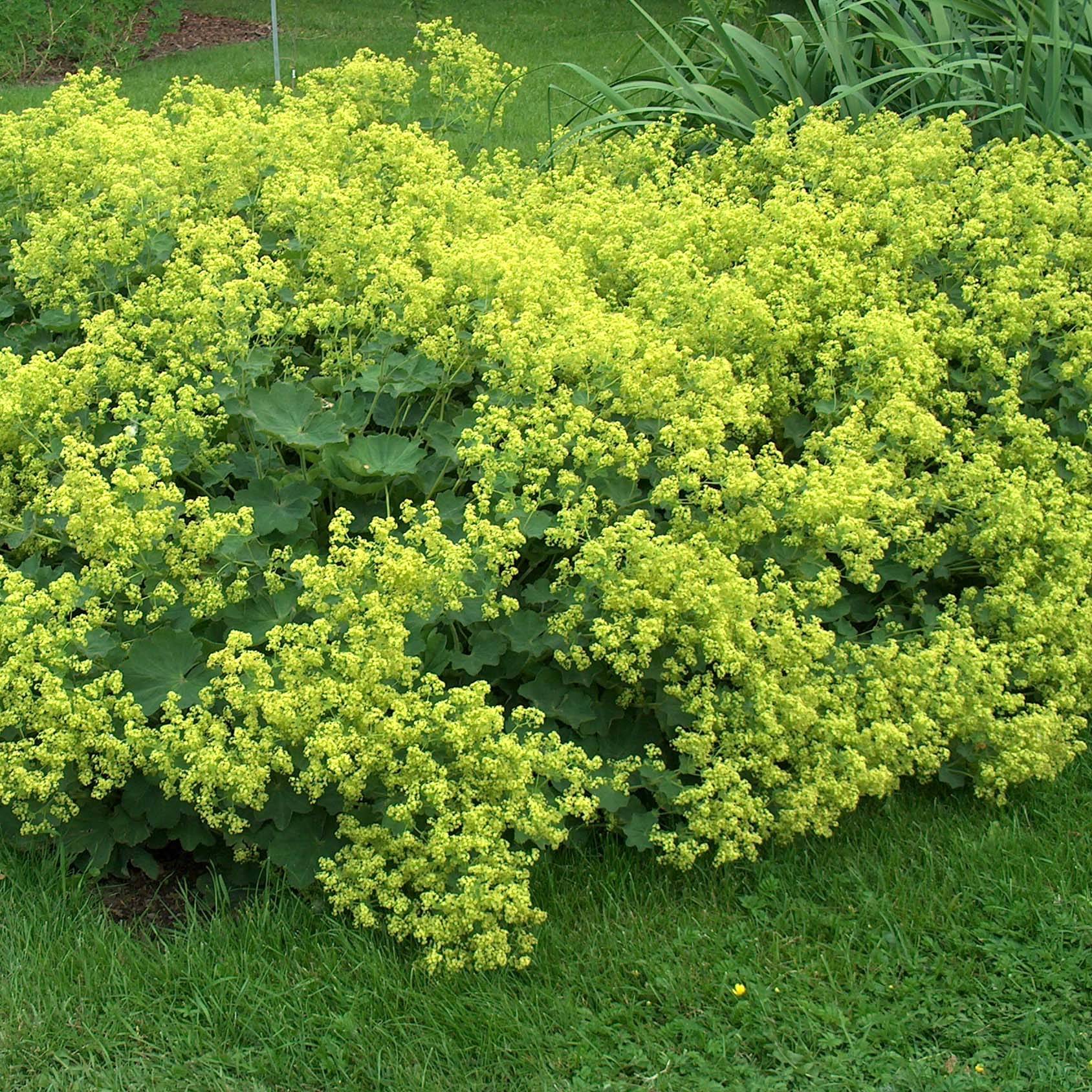 Graines d'Alchemilla mollis - Alchemille commune le sachet de 50 graines environ