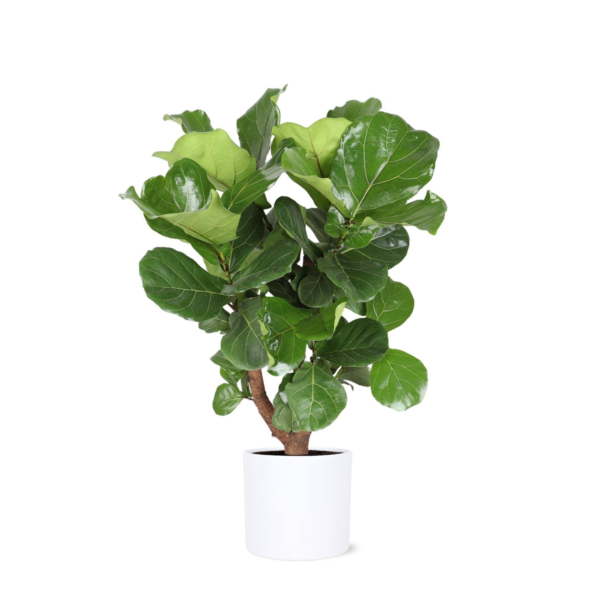 Ficus Lyrata et son pot- La Green Touch Relief Blanc - Hauteur 110cm