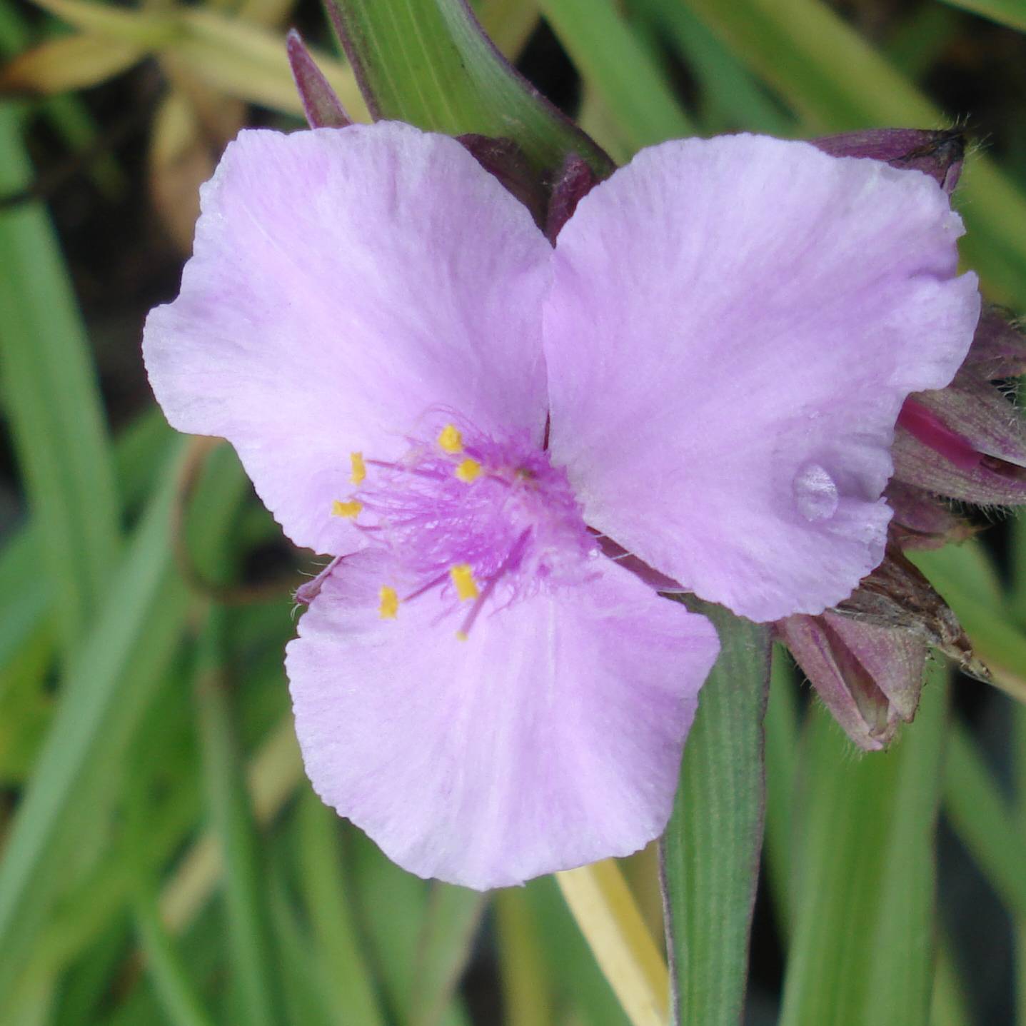 Promesse de Fleurs - Ephémère de Virginie - Tradescantia Perrine's Pink Godet de 8/9 cm