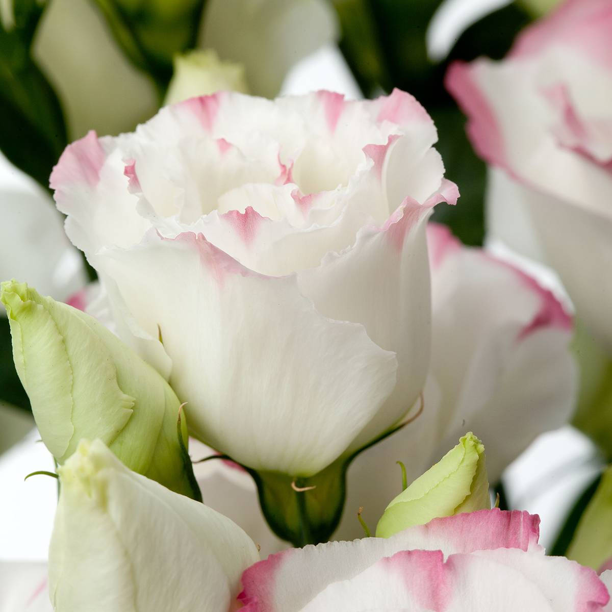 Graines de Lisianthus F1 Cessna Rose Picotee III (graines enrobées) le sachet de 20 graines environ
