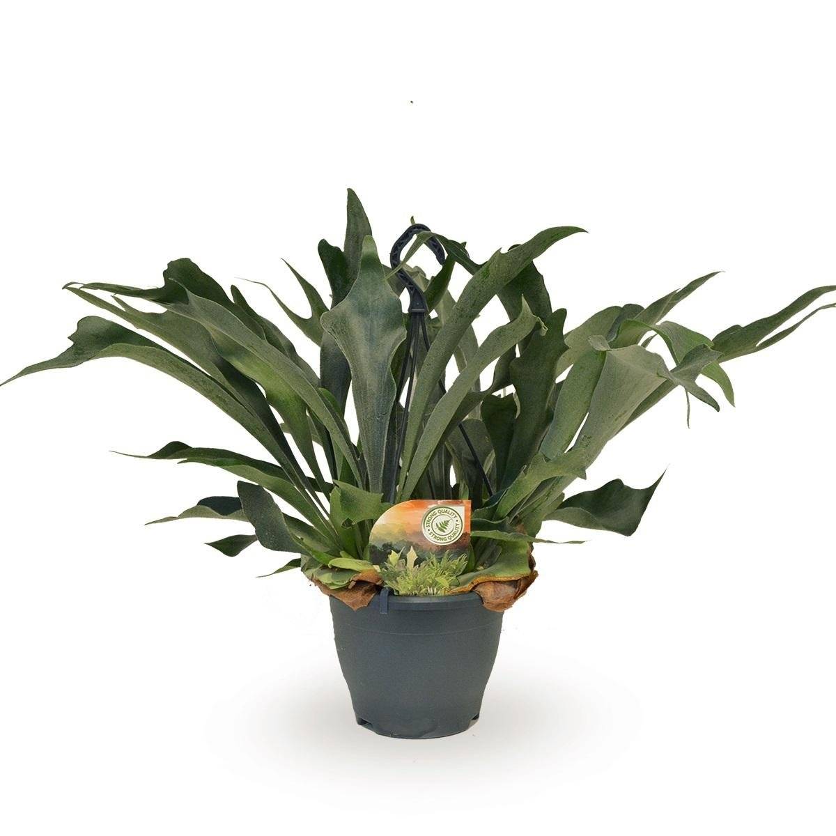 La Green Touch - Platycerium Bifurcatum - D21 H50cm