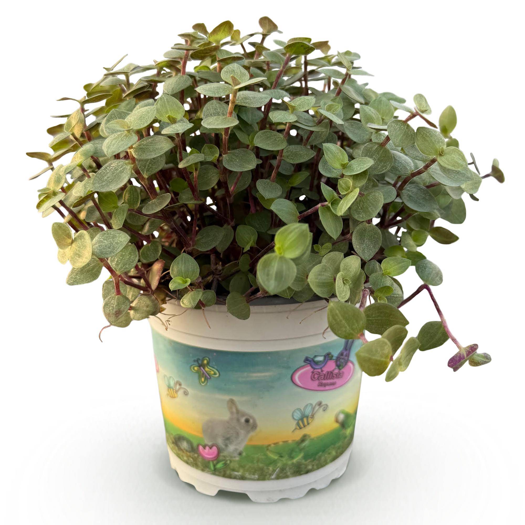 La Green Touch - Calissia Repens - H20cm - Image 3