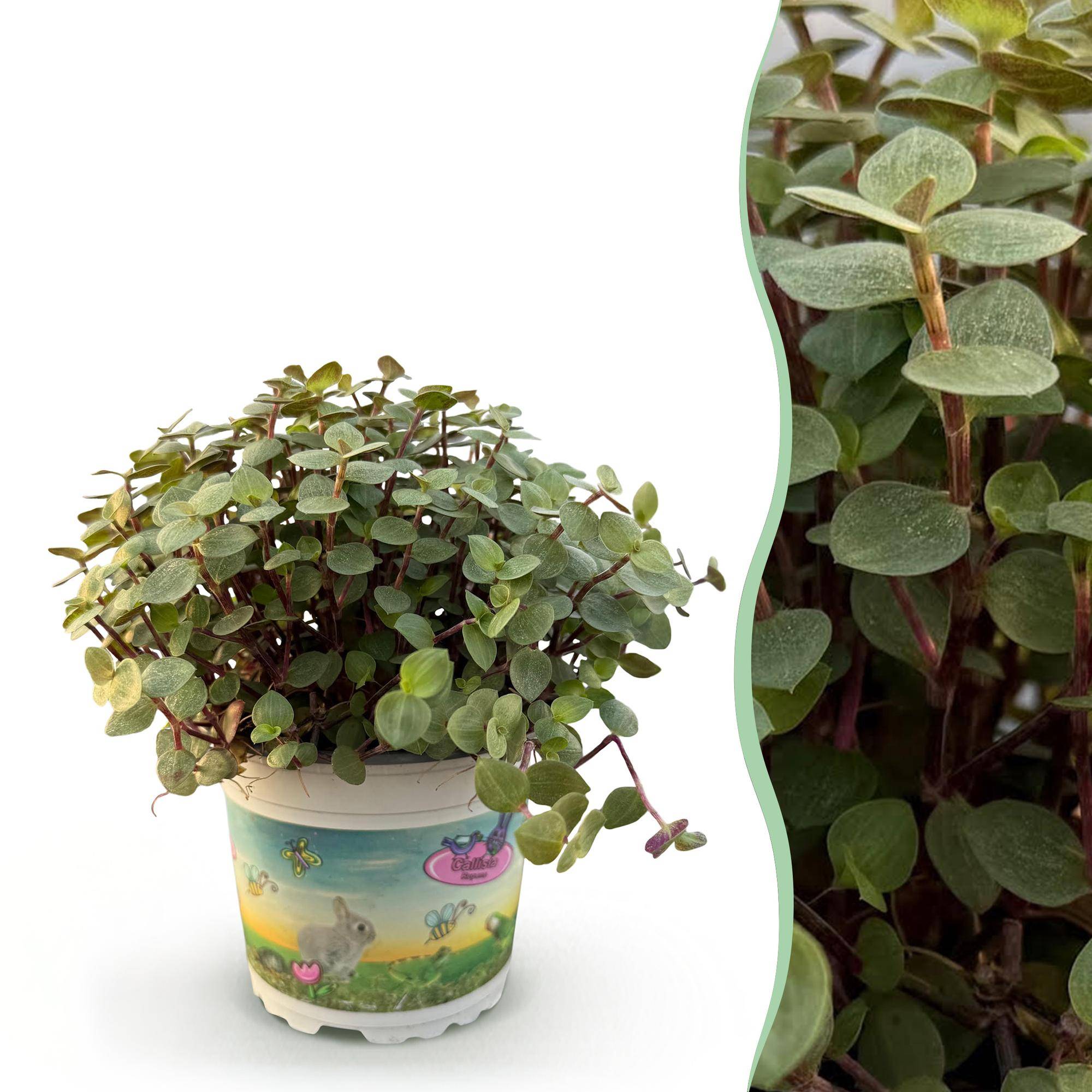 La Green Touch - Calissia Repens - H20cm - Image 2