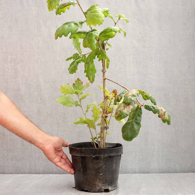 Promesse de Fleurs - Quercus robur Cucullata - Chêne pédonculé Pot de 4L/5L - Image 2