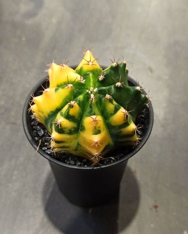 Gymnocalycium mihanovichii Variegata D. 8cm H. 13cm - Plante d'intérieur - IndoorPoppies